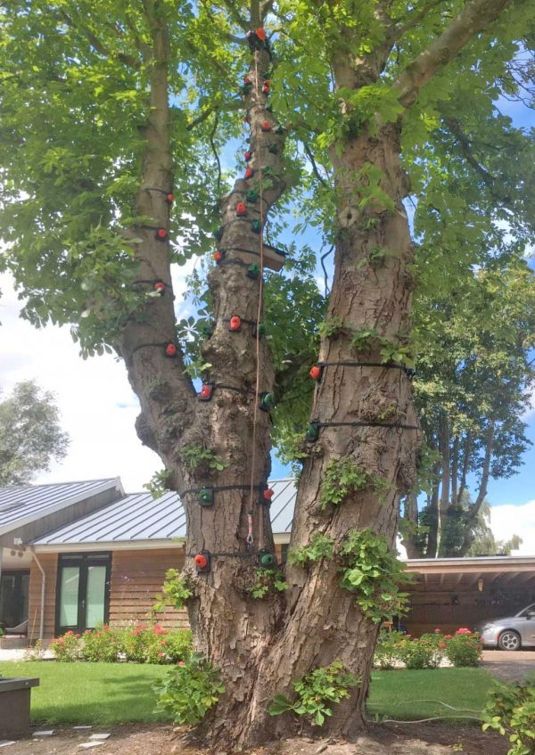 CWD-9-monkey-climbing-tree-home