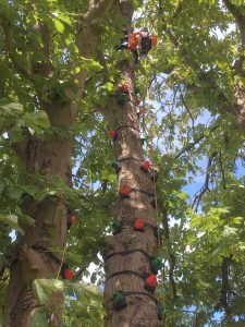 Mount-Auto-Belay-tree-climbing-safe
