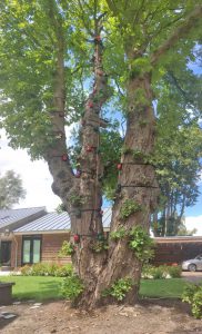 Universal-mount-Auto-Belay-tree-climbing-at-home
